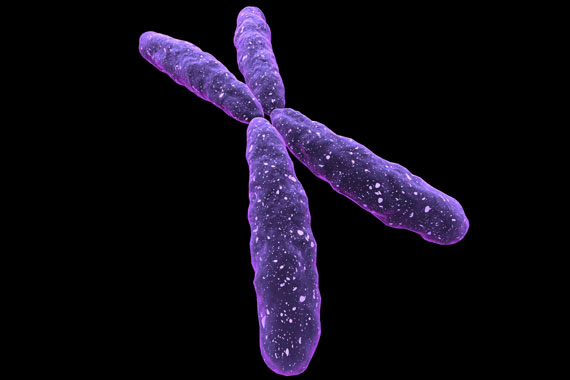 X-Chromosom
