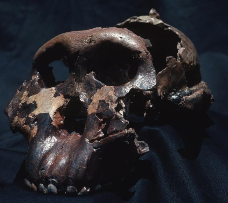 Scientists have found evidence of cannibalism such as human bones processed for food and tongues removed