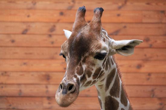 Danish Zoo Kills Giraffe 'To Feed To Other Animals'