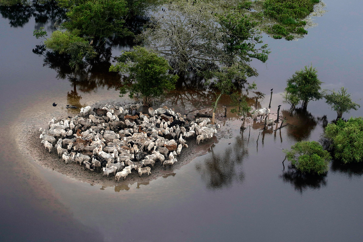 flooding cattle