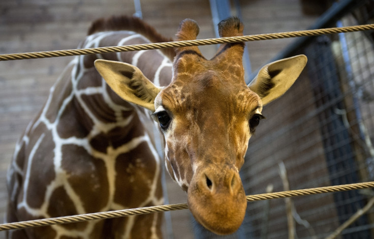 Marius the giraffe is pictured in Copenhagen Zoo February 7, 2014.