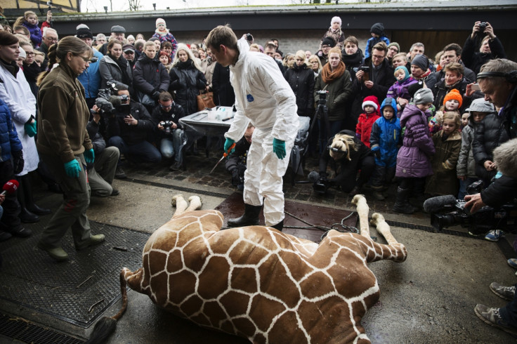 People look on as a veterinarian prepares to dismember the giraffe Marius after it was killed in Copenhagen Zoo February 9, 2014.