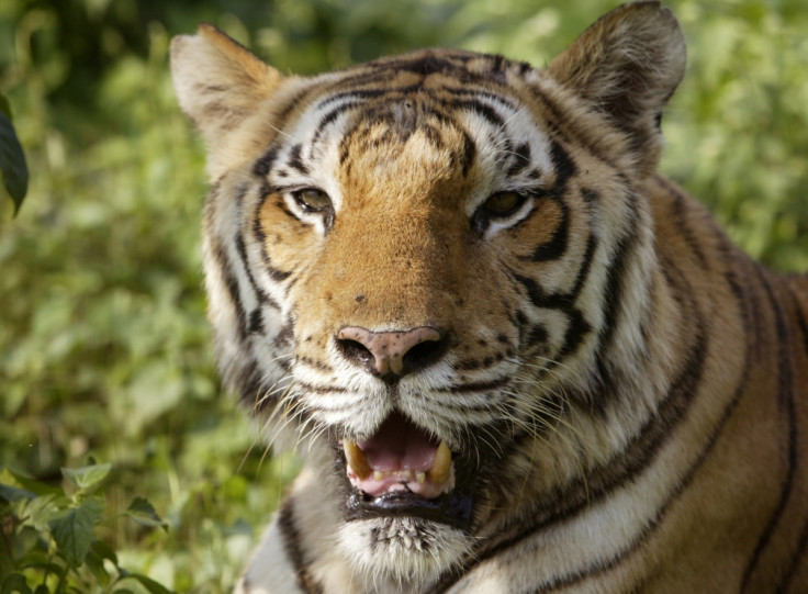 Indian Tigress suspected of killing nine people hunted in the Himalayas, in northern India