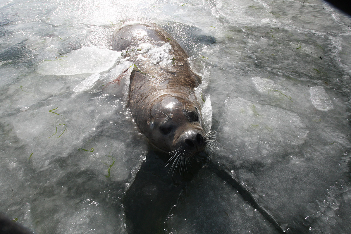 ice seal