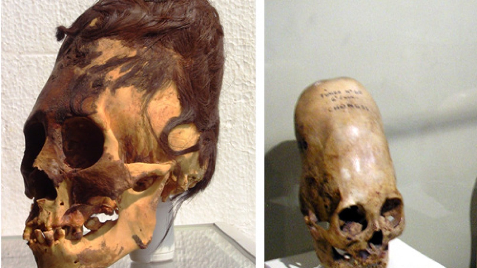 Are Paracas Elongated Skulls a New Species, Aliens or a Hoax? | IBTimes UK