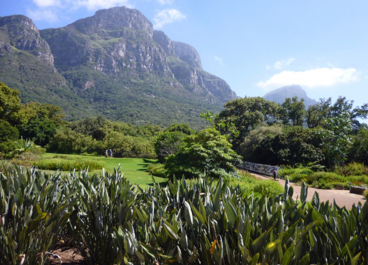 kirstenbosch