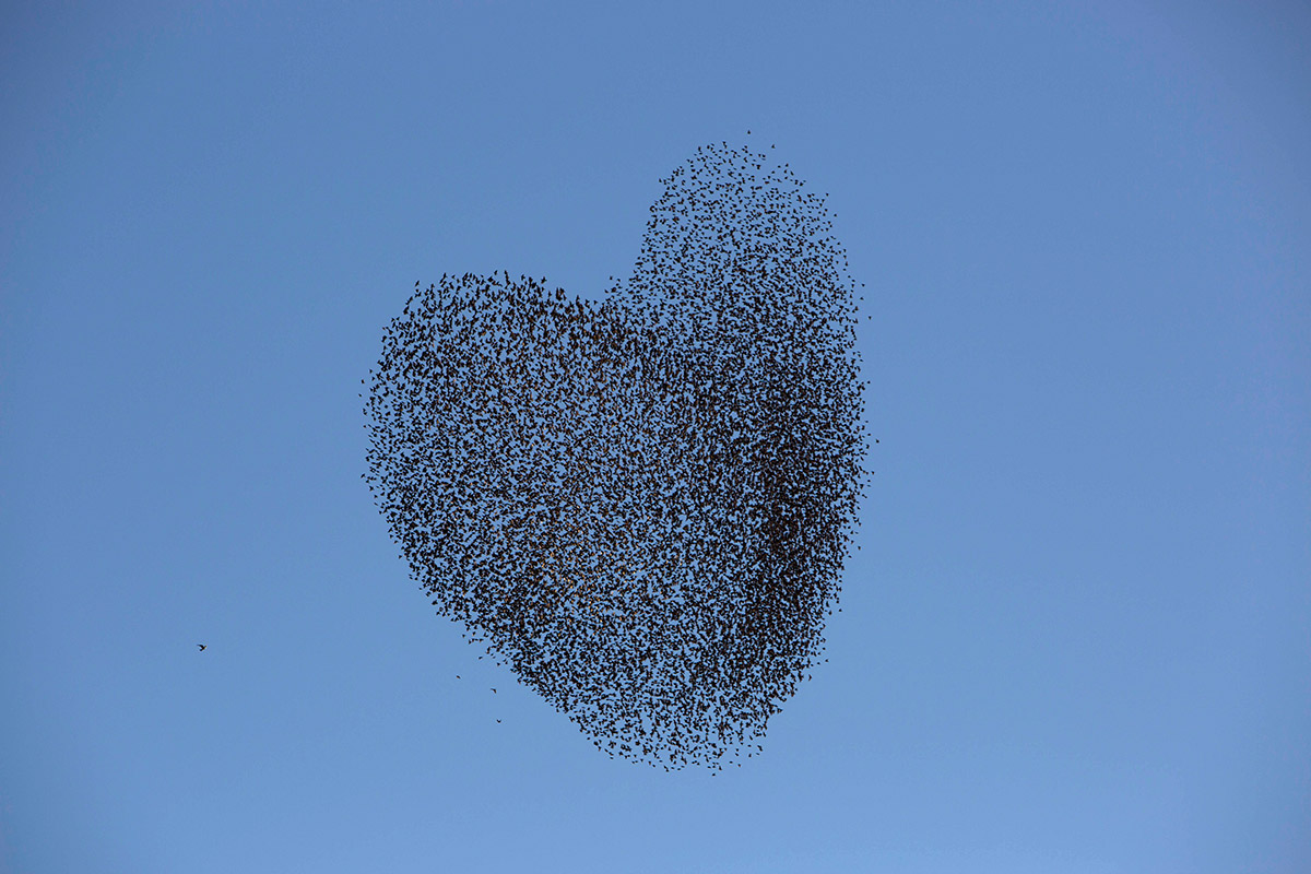valentines starlings