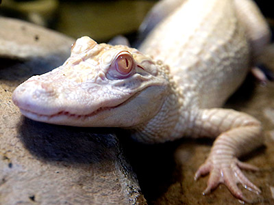 Hot Shots Photos of the Day: Albino Alligators, Mass Wedding, Reading