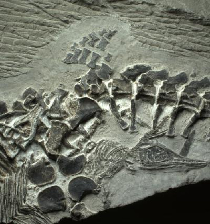 A fossil of a Chaohusaurus, the oldest known live birth, has been discovered