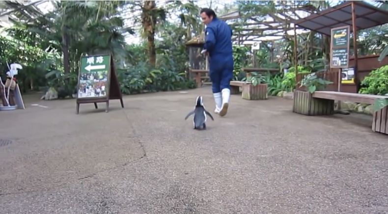 Penguin Viral Video