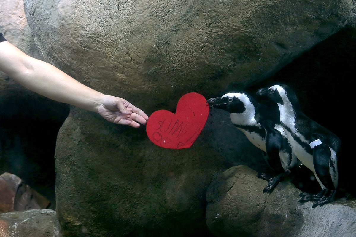 valentine penguins