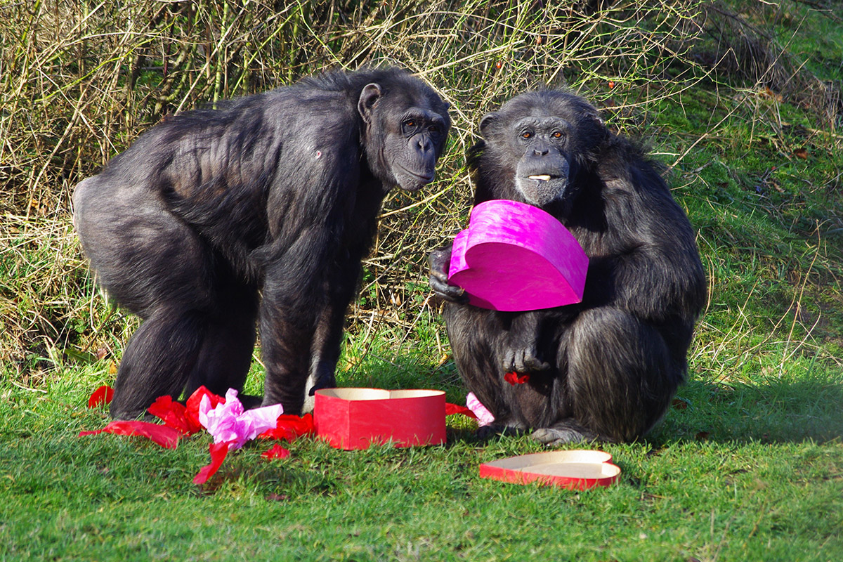 valentine chimps