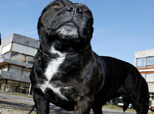Wayne Bryson had sex on video with Staffordshire bull terrier in Skegness