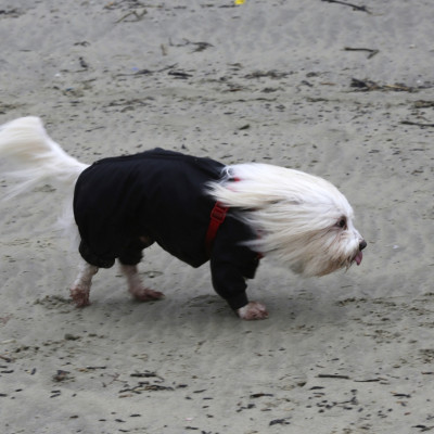 Windswept dog