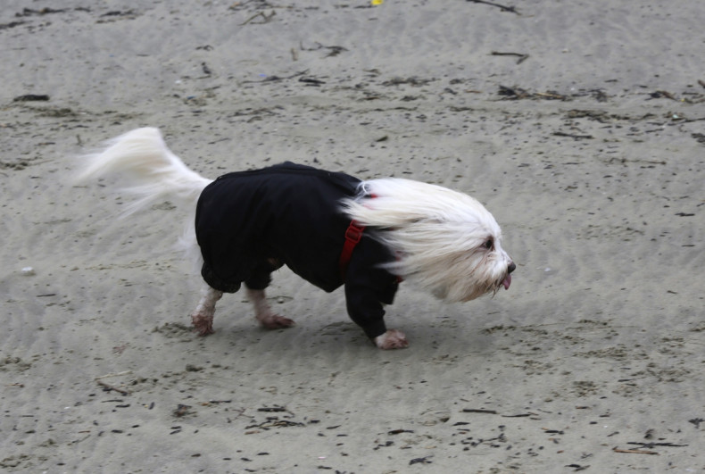 Windswept dog