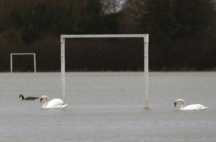 Swans on a football pitch