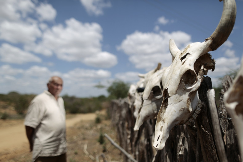 Brazil: Farmer Ulysses Flor, 85, stands near the skulls of some of his nearly 50 cows that died due to the prolonged drought near the city of Forest, Pernambuco state