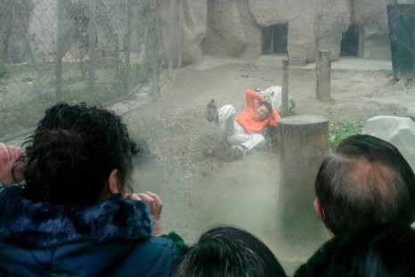 A female Bengali white tiger drags a man by his shirt after the man climbed into the enclosure, at a zoo in Chengdu, Sichuan province February 16, 2014