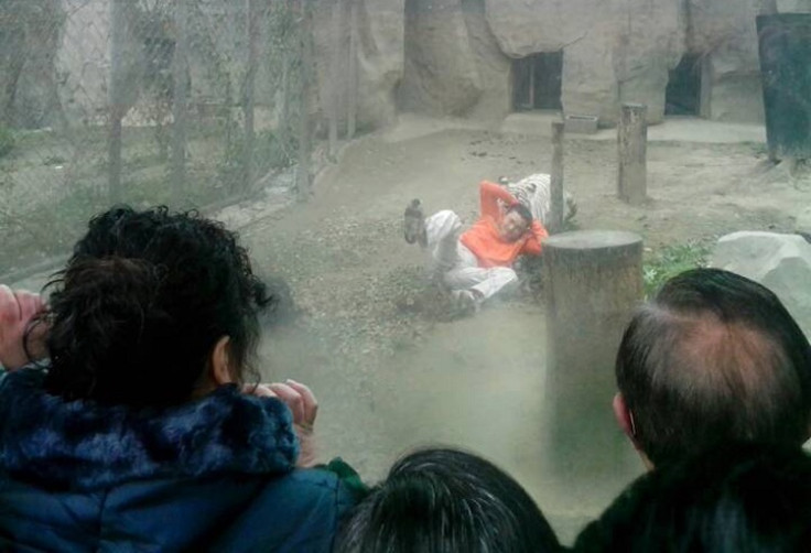 A female Bengali white tiger drags a man by his shirt after the man climbed into the enclosure, at a zoo in Chengdu, Sichuan province February 16, 2014
