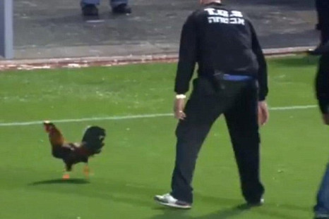Rooster Israel Derby Interrupted Evades Security