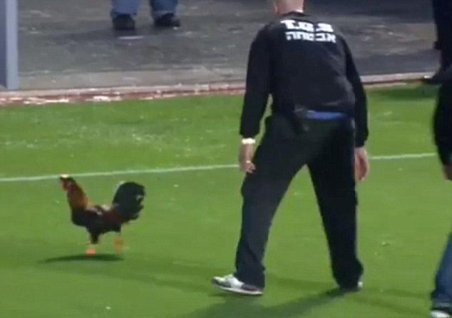 Rooster Israel Derby Interrupted Evades Security