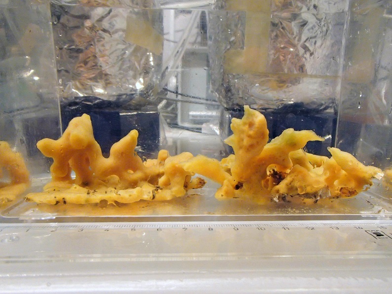 do sea sponges move?