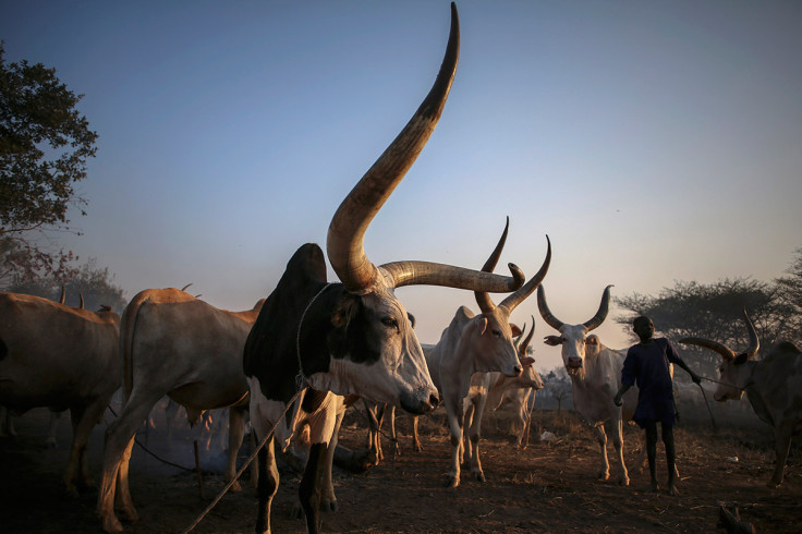 cow horn