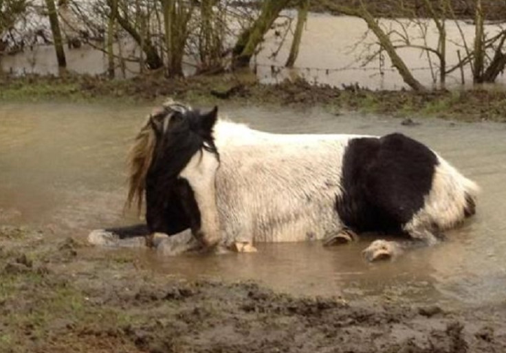 Horses left to die in a field in Leicester