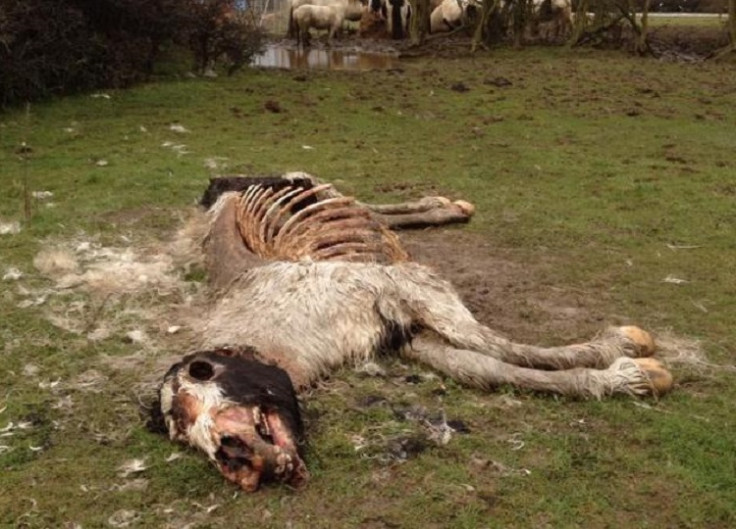 Shocking image of emaciated horse left to die in a field in Leicester