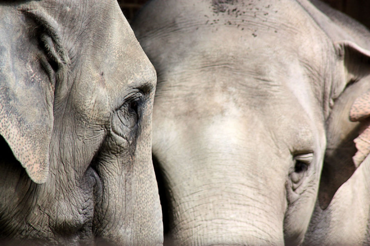 asian elephant