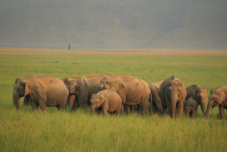 asian elephant