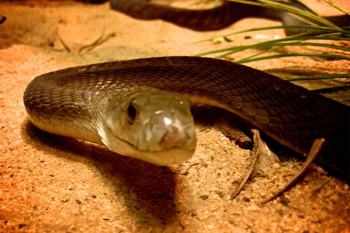 My South African Adventure: Snakes, Watersports and Hartbeespoort Dam