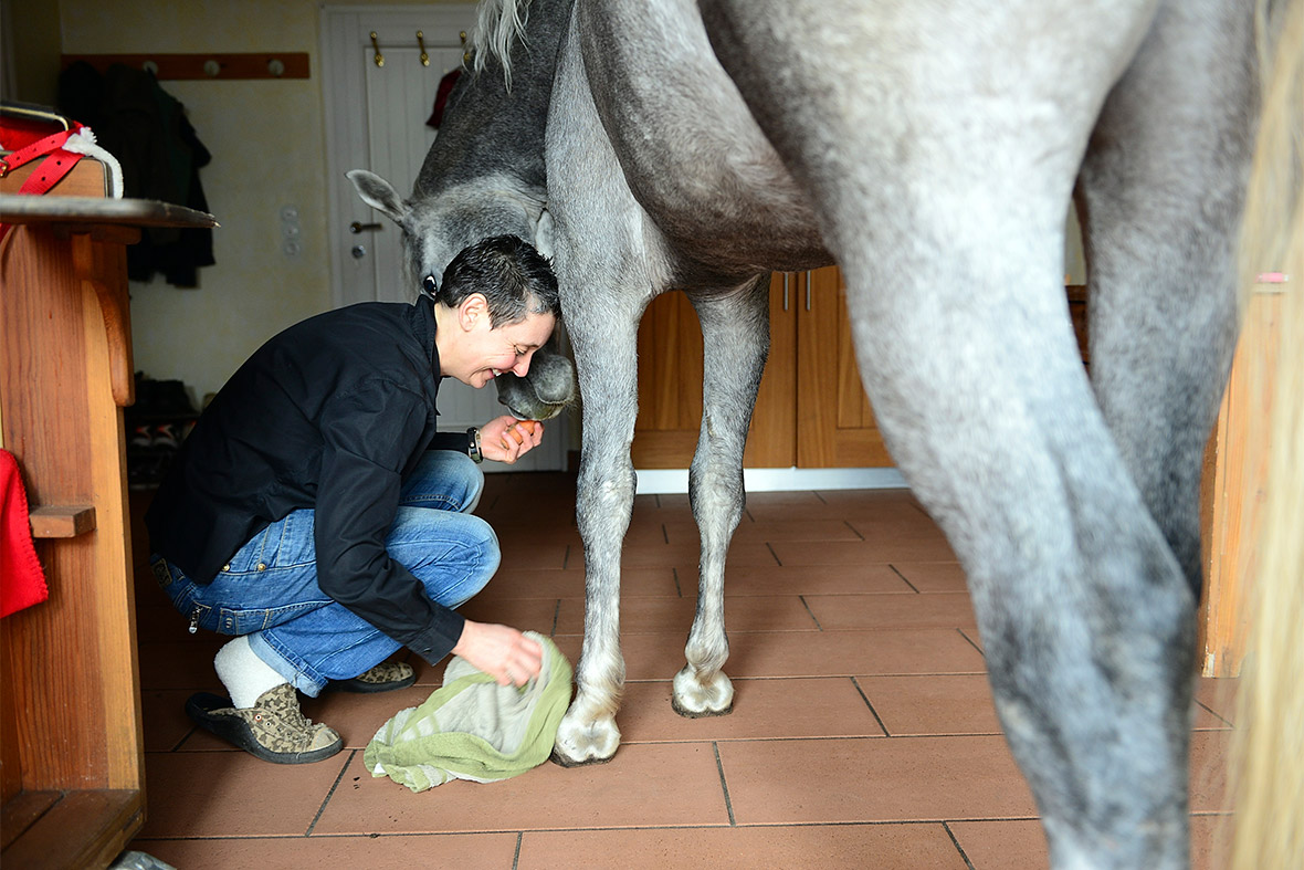 cleaning hooves