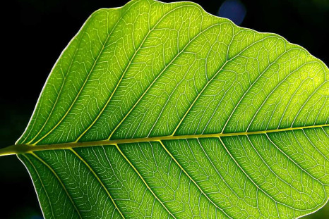 Artificial leaf
