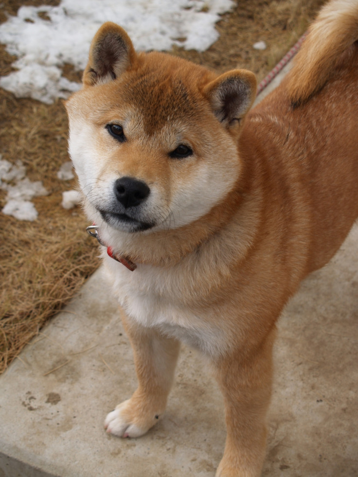 Shiba Inu