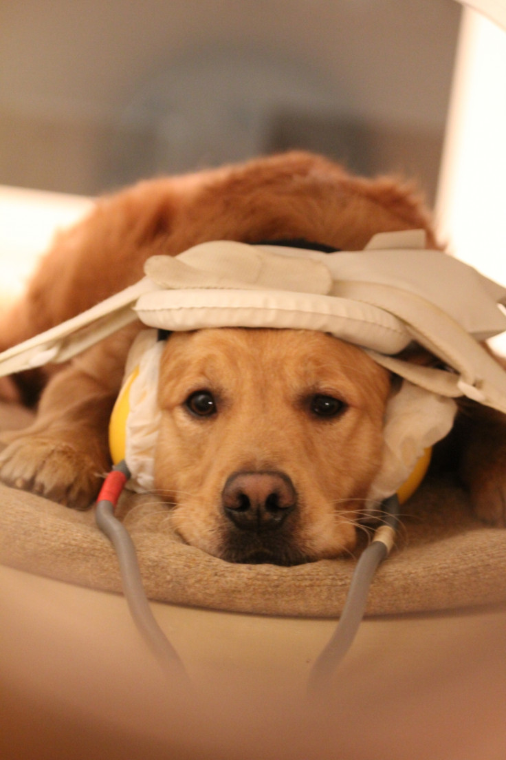 dog in mri