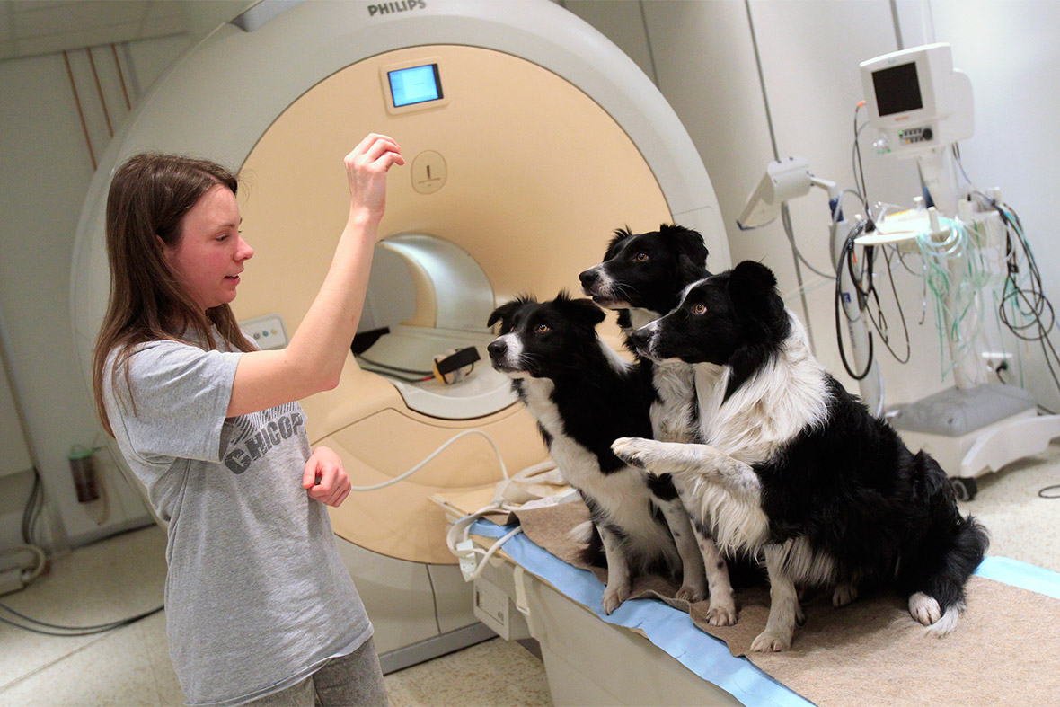 dogs MRI