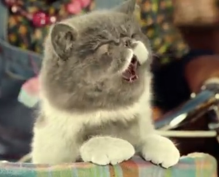 Singing cat in Three's new ad