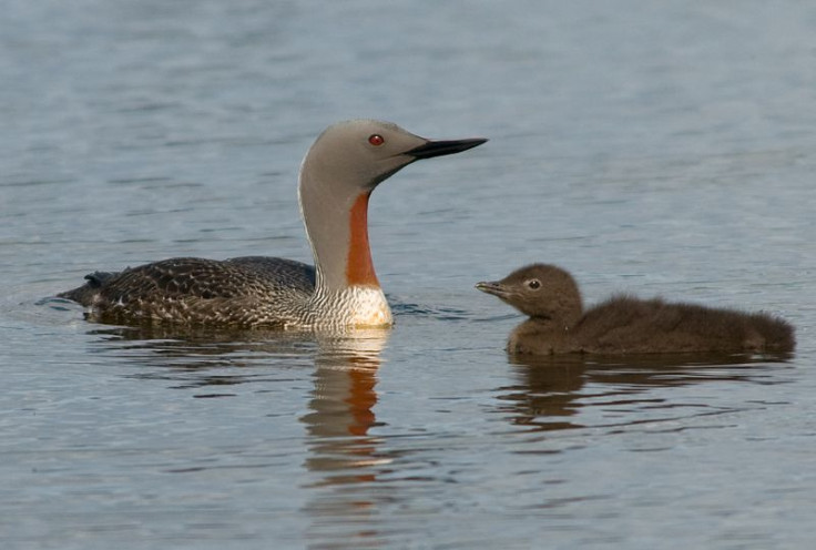 red-throated dive