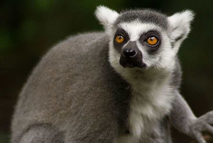 Lemur