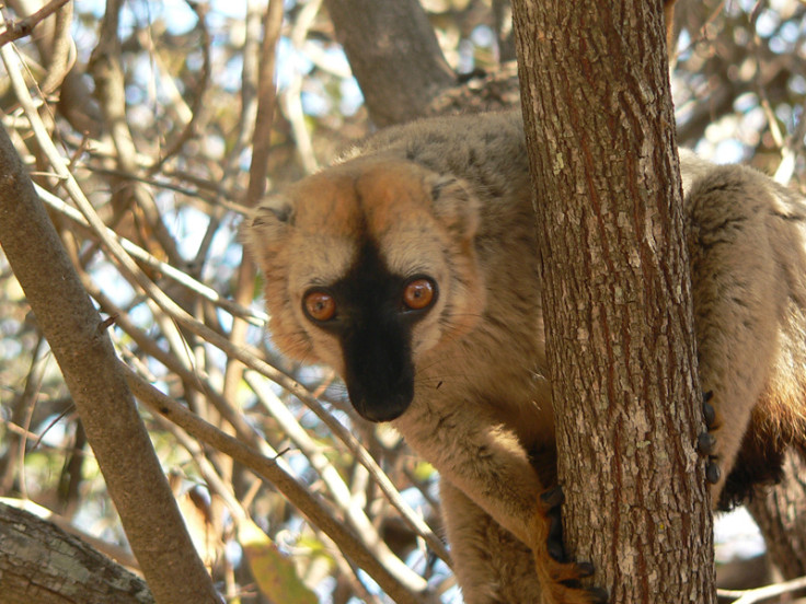 Lemur