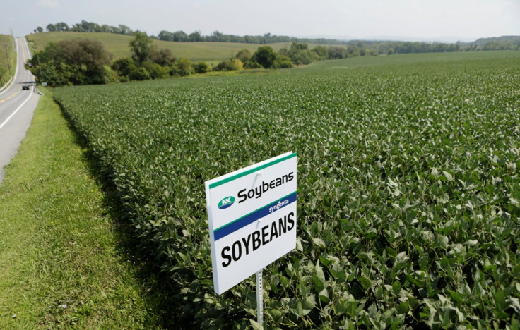 Soybean Field US