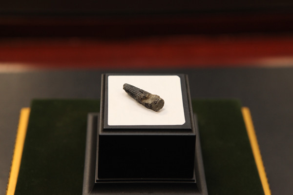 Fossil of Dinosaur Discovered in Malaysia