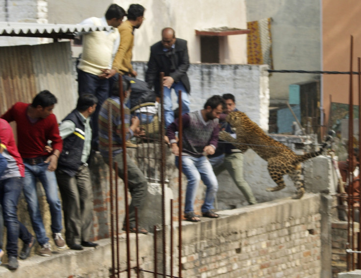 India: Leopard attack in Meerut