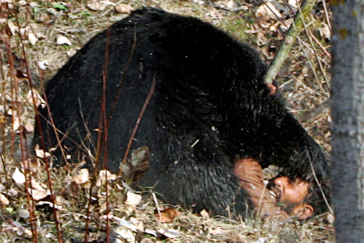 Leopard Attack: Gallery of Animals on the Loose [GRAPHIC 