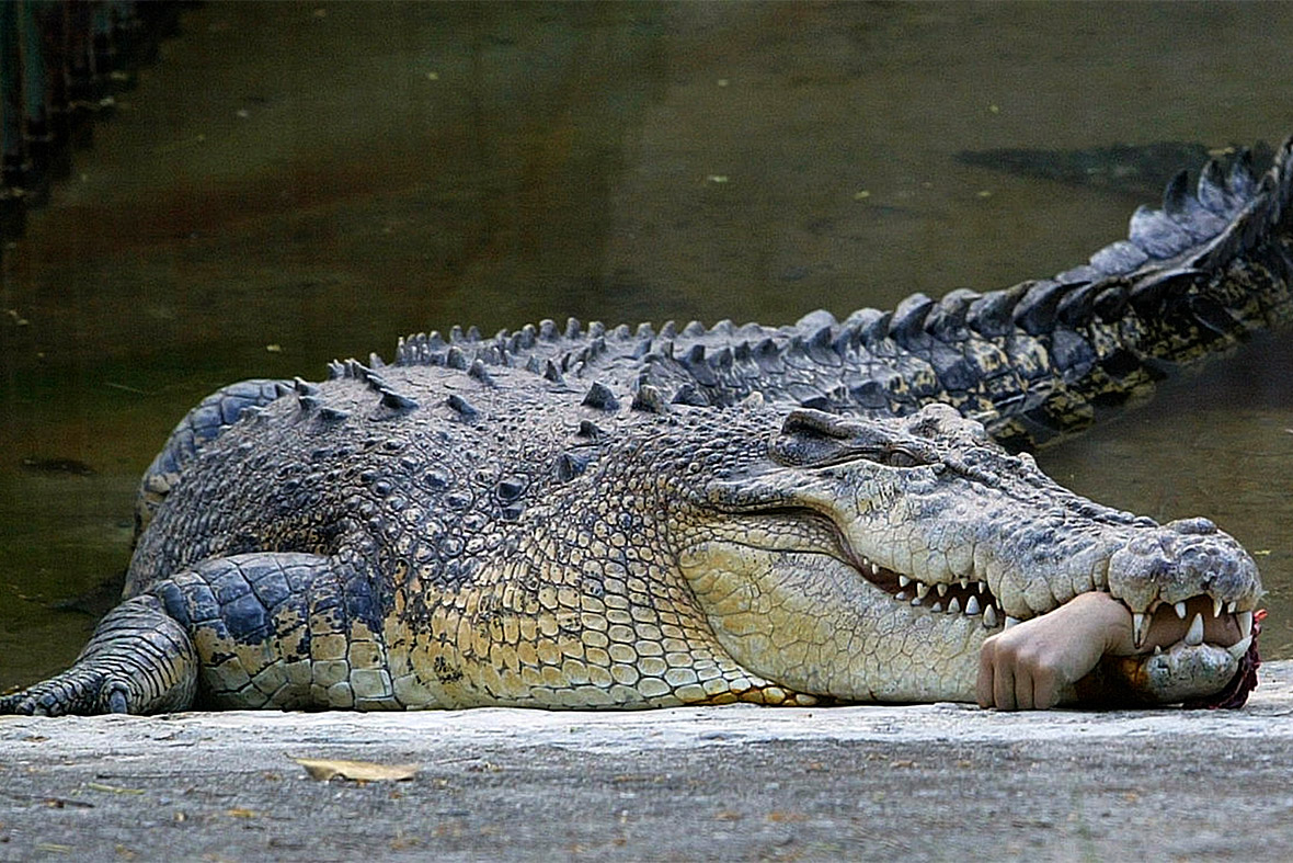 crocodile hand
