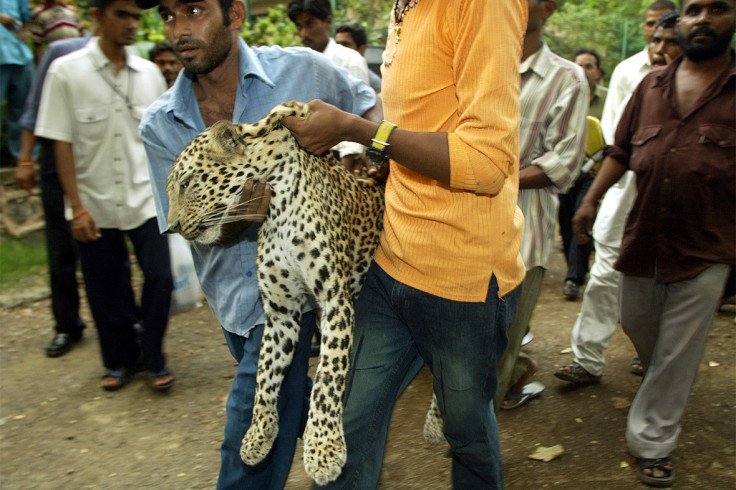 leopard india