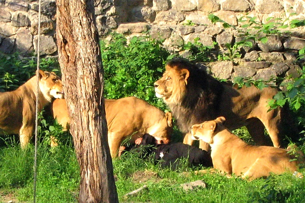 lions attack