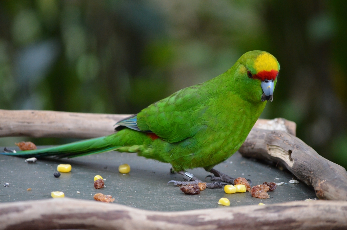 India: Parrot Helps Cops Solve Murder Mystery