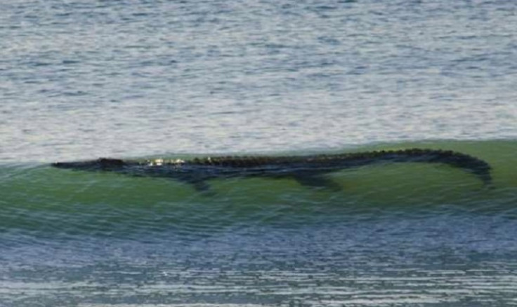 Giant Crocodile spotted in the surf in Western Australia